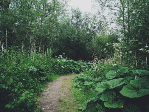 snorkeldink: Flood Forest