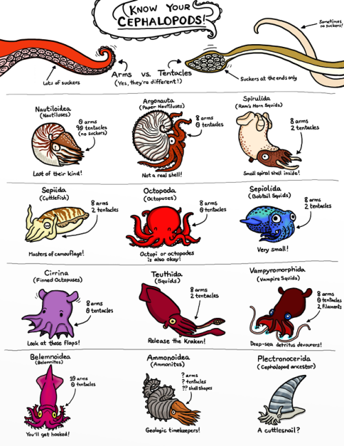 ketrinadrawsalot: Know your cephalopods! In glorious color! Just in time for Christmas, get a print 