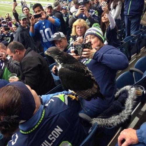 awwww-cute:  The mascot of the Seattle Seahawks flew away during the game and perched on a random fans shoulder 