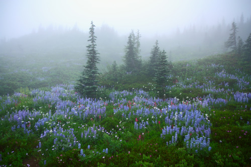 expressions-of-nature:Wildflowers in Fog, Mount Rainier by Lazgrapher