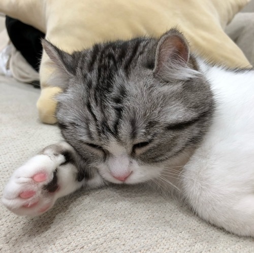 tohkyo:www.instagram.com/p/BheMurEnThW/