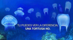 puertas-de-la-percepcion:  you-deserve-much-mor3:  andatealaconchesu:  just-live-themoment:  Tomen consciencia  conchetumare:c soy una tortuga.  las tortugas confunden a las medusas con las bolsas de basura y se las comen, o pueden chocar con ellas y