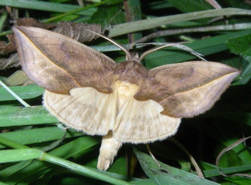 Vampire moth. (Calyptra thalictri) So this may be the most terrifyingly wonderful moth I have ever s