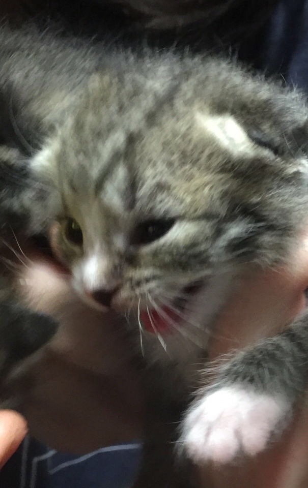 unflatteringcatselfies:One of my old foster kittens. SCREEEE