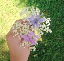 priphea:  Spent the day picking wild flowers 