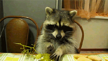 Porn Pics reblogable-memes: Raccoon gifs
