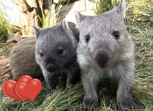 wombat10 - Bonorong Sanctuary - “Happy Valentine’s Day everyone!...