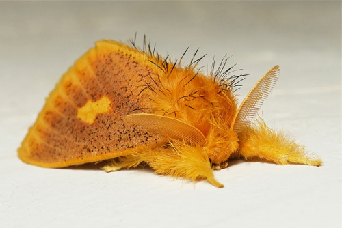 sinobug:Tussock Moth (Euproctis plagiata, Lymantriinae, Erebidae)  by Sinobug (itchydogimages) on Fl