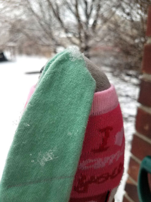 rootedincuteness:Ashleaf braved the cold for a little bit today to catch some snowflakes on her leaf