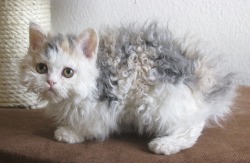 folkforestwitch:Look at this curly cutieBreed:  Selkirk Rex  A real live Chia cat!  😍😍😍