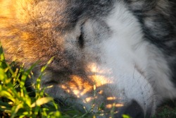 wolfparkinterns:  Renki snoozes 