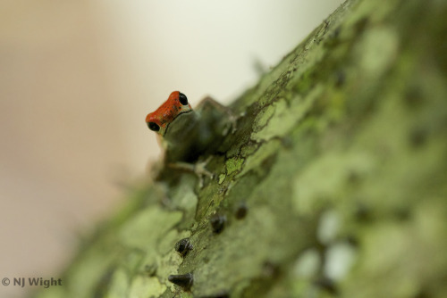 Lots more of these little guys: Photographing Strawberry Poison-Dart Frogs