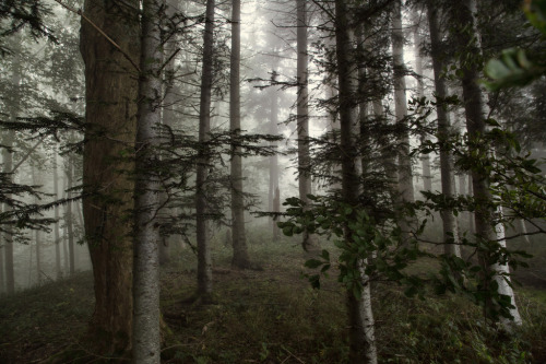 quiet-nymph:Photography by normlos