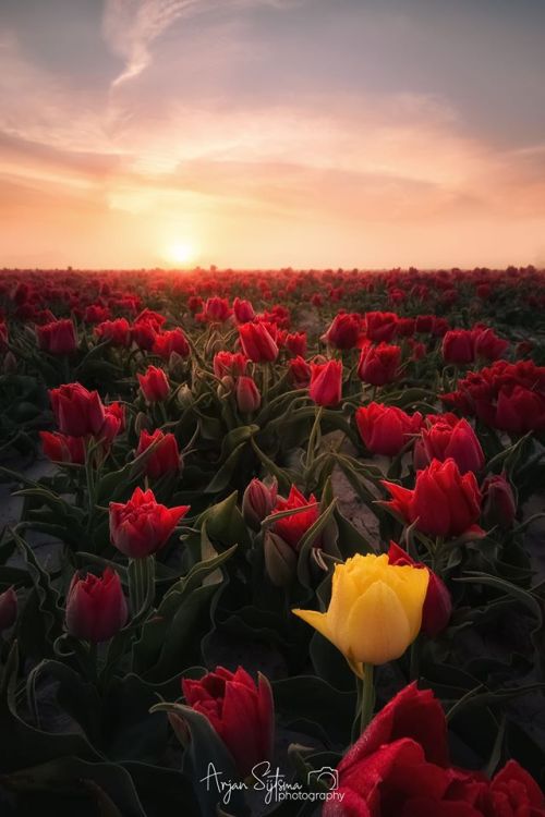 renamonkalou: A different tulip field | Arjan Sijtsma