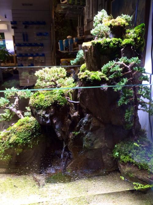 aqua-shrimp:simonsaquascapeblog:Favourites: tank by Adrian WeinbergOne of the most impressives layou