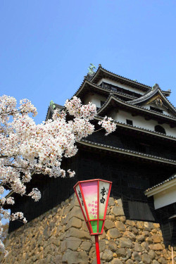 minuga-hana:  Sakura in Matsue by  Julien