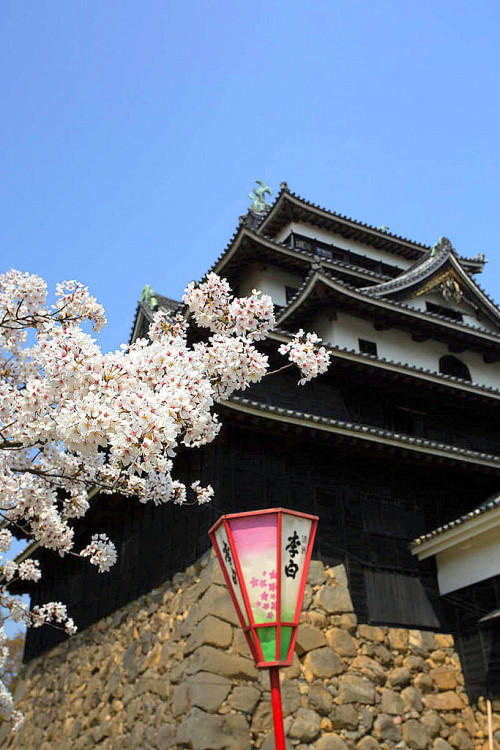 minuga-hana:  Sakura in Matsue by  Julien MENTZER  