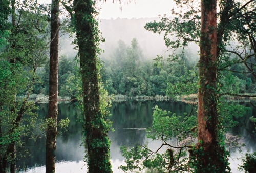 alcyere:  Misty Lakeside Track (by anthonylibrarian)