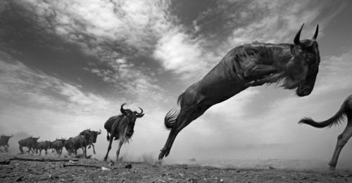 bobbycaputo:  Black and White Photos of the Wildlife in ‘The Mara’ in Kenya by  Anup Shah  