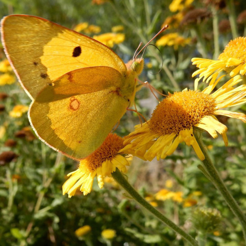 lovelolla:♥ flying gifts of nature ♥