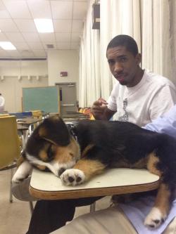 awwww-cute:  My friends corgi fell asleep in class 