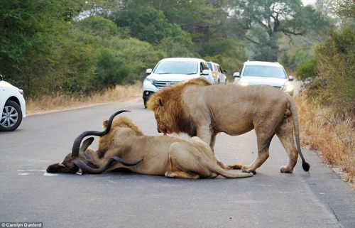 thebeautyofperception:  Meanwhile in Africa