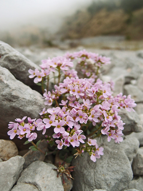 Flower In The Stones
