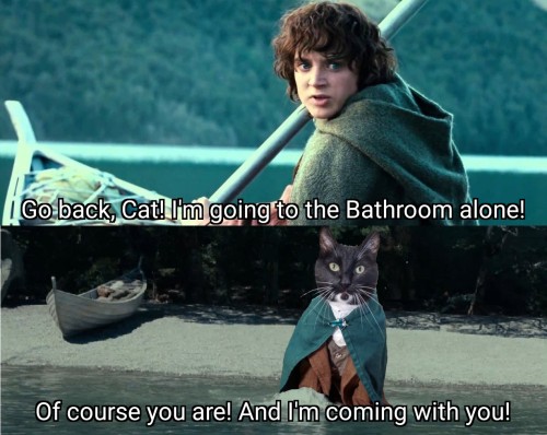 A lord of the rings meme of Frodo rowing away in a boat with Samwise wading into the water after him. Only Samwise has been replaced by a cat in costume. Frodo says in panel 1 "Go back, Cat! I'm going to the Bathroom alone!" Samwise cat replies in panel 2 "of course you are! And I'm coming with you!"
