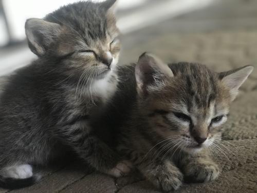 cuteness–overload:This is autumn and summer. Two out of four kittens I’m making sure grow up h