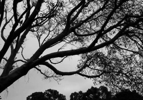 spectral-insomnia: “Eternal Funeral Season”   Photography by W. Gonxalez (own) This tree is absolutely magnificent. 
