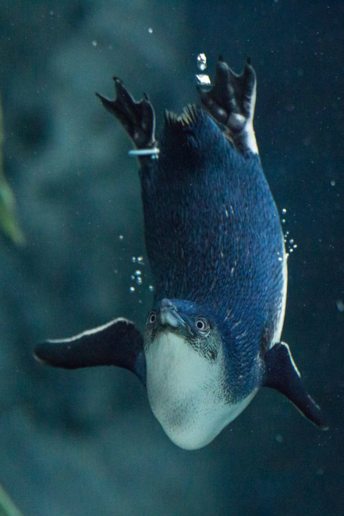 ilaurens:  Little Penguin - By: (Neil Scott)