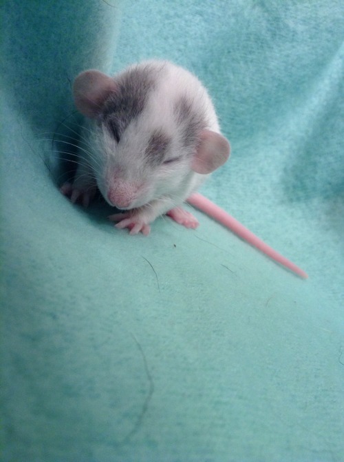 effyeahpetrats: lovely-little-rats: ✨Sleepy little Baymax✨