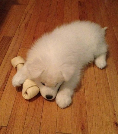 ohfubble:  cressidaknightlark:  There you go; cute, funny, adorable and beautiful Samoyeds to brighten up your day. ♥  mymindisabeautifulwreck Itz so fluffyyy 😍 