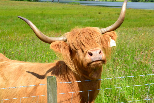 This is a hairy coo called Fiona.She likes white bread.