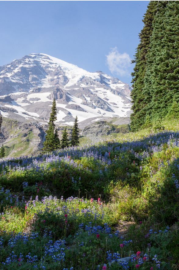 theencompassingworld:  renamonkalou:  Spring | Kevin Bacher  The World Around Us