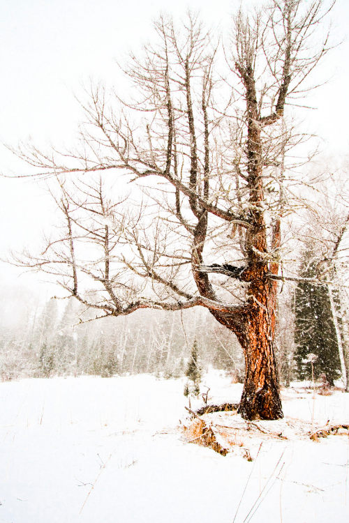 expressions-of-nature:  Old tree : Yulia Zakoretskaya