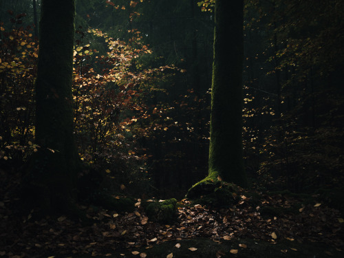 ardley:November Pines, Somerset UKPhotographed by Freddie Ardley | website | instagram