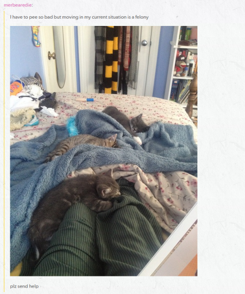 sykarisdawnshadow:abyssaldrake88:itsstuckyinmyhead:Cats and TumblrI am compelled to reblog this&hell