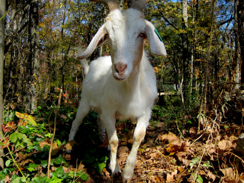 kihaku-gato:plantyhamchuk:Kirkwood Urban Forest - Goats and Schoolchildren - late 2012Our old commun