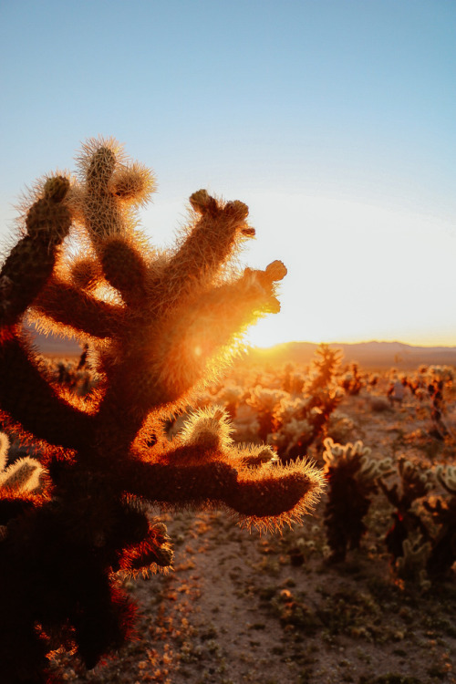 joshua tree, california