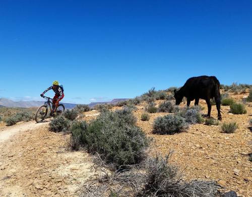 dfitzger:  by @eekachorek: Mooooooo March 28, 2016 at 12:49PM bit.ly/1qbWvbd