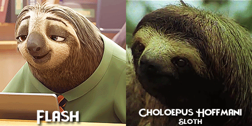 allmyhanddrawnsoul: Zootopia characters + Real life animals Celebrating Zootopia’s