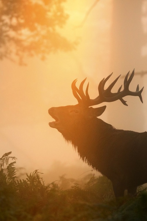 wolverxne:  Warmth of the Sun - Dawn at Richmond Park, London | by: { Nialletto } 
