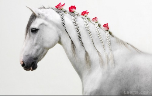 lorijoloveshorses:  floralls:   imagination by Svetlana Petrova     Gorgeous Horses!!! Love this! 