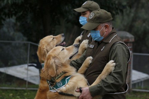 From The Dogs Training to Sniff Out COVID-19, one of 16 photos. Chilean police officers and trainers