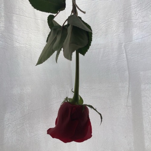 richbabygirl: all flowers die
