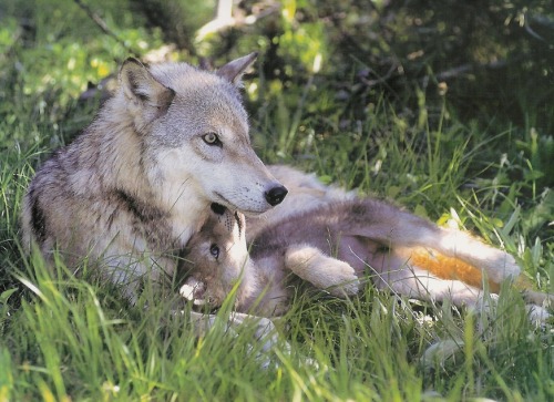 wolveswolves:  By Lordwolfgang 
