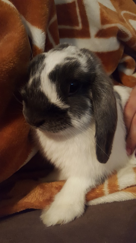 #myjellybean #hollandlop #bunny #fourmonths