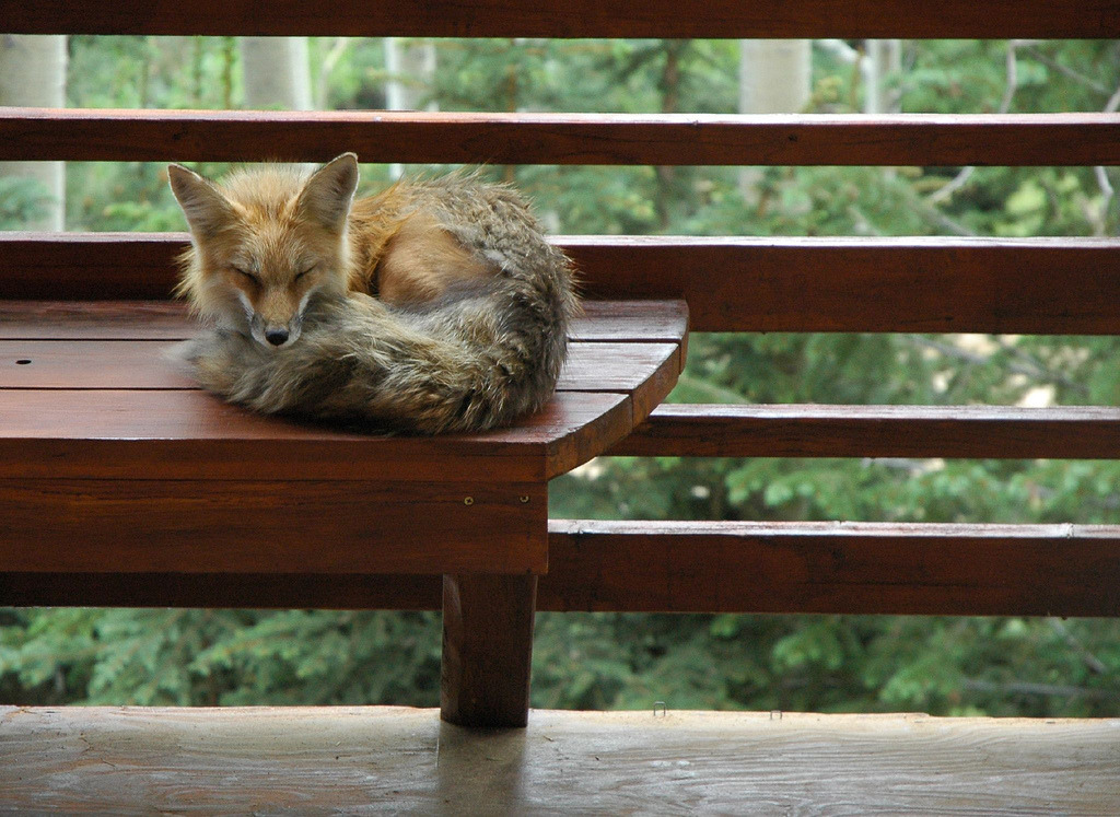 wolverxne:  Freddy The Fox by: [Rob Lee]  Photographers note: “This brave fox wandered