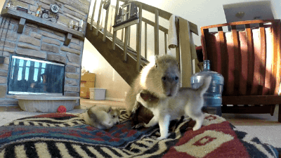 gifsboom:Video: Capybara Patiently Tolerates Rowdy Husky PuppiesWhen the kid you’re babysittin